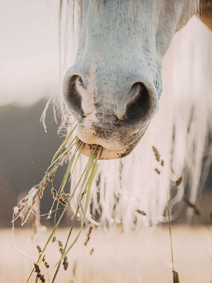 NABE Web Startseide Banner Pferd01 750x1000